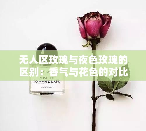 无人区玫瑰与夜色玫瑰的区别：香气与花色的对比